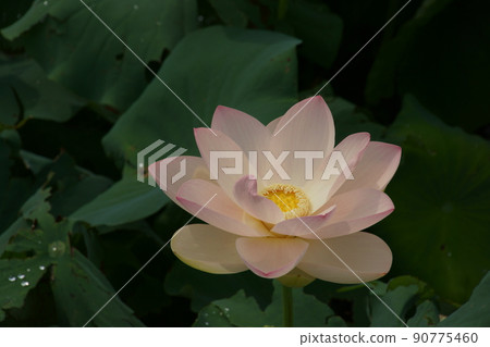 一朵蓮花 90775460