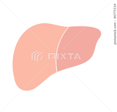 Healthy liver 90775534