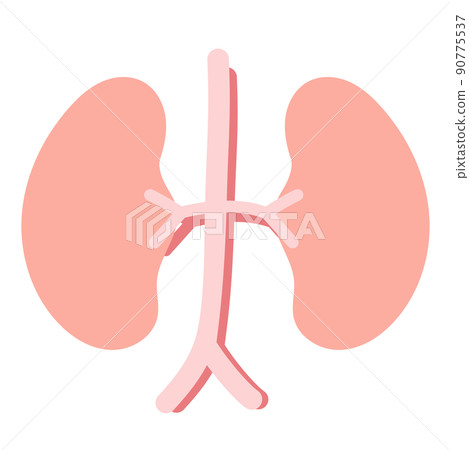 Healthy kidney Healthy kidney 90775537