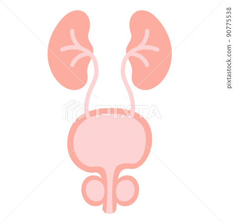 Healthy male bladder Healthy male bladder 90775538