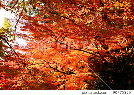秋天風景秋葉 90775539