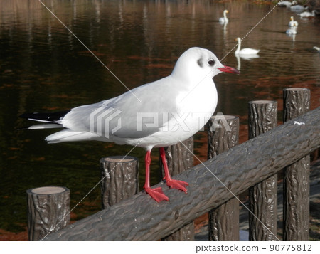 Black-headed gull / Standing on a fence Black-headed gull / Standing on a fence 90775812