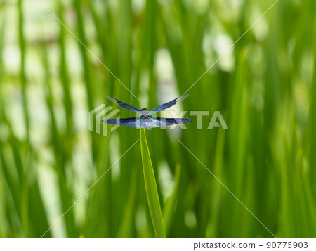 A dragonfly that perches on the grass near the water A dragonfly that perches on the grass near the water 90775903