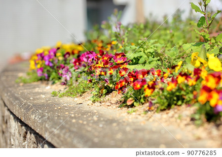 中提琴花 中提琴花 90776285