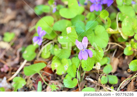 甜紫羅蘭花 甜紫羅蘭花 90776286