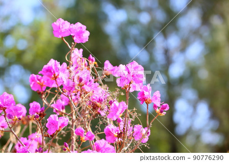 Toshanobu azalea flower 90776290