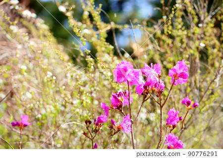 Toshanobu azalea flower 90776291