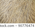 Capybara's coat 90776474
