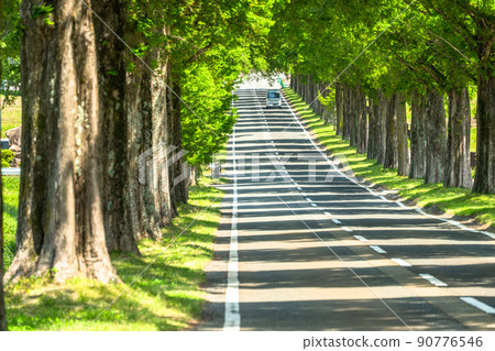 《Shiga Prefecture》 Metasequoias tree-lined / fresh green season 《Shiga Prefecture》 Metasequoias tree-lined / fresh green season 90776546