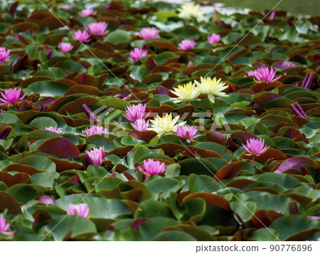 A beautiful water lily flower A beautiful water lily flower 90776896