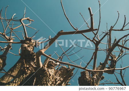 winter wilt, deadwood, dead tree 90776967