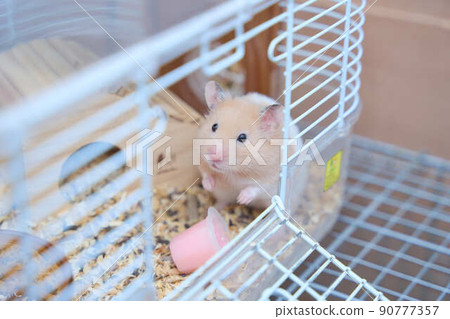 Kinkuma hamster with white pattern 90777357