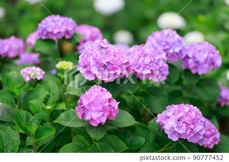  hydrangea 90777452