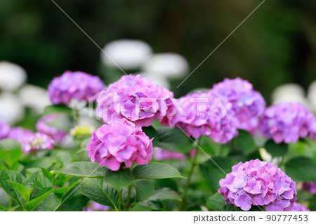  hydrangea 90777453