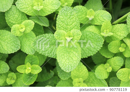 Background material of peppermint leaves spreading all over 90778119