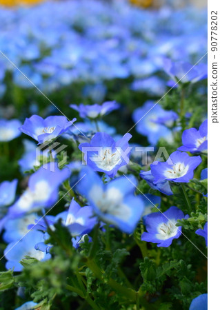 可愛的花朵，柔和的花朵 90778202