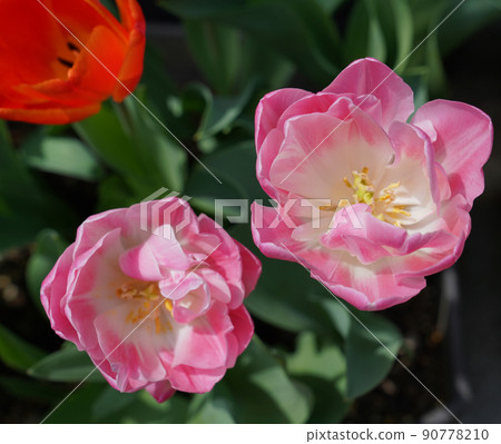 Cute flowers, soft-colored flowers Cute flowers, soft-colored flowers 90778210