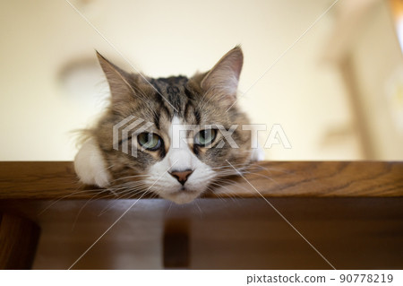 Cute minuet to relax in the room 90778219