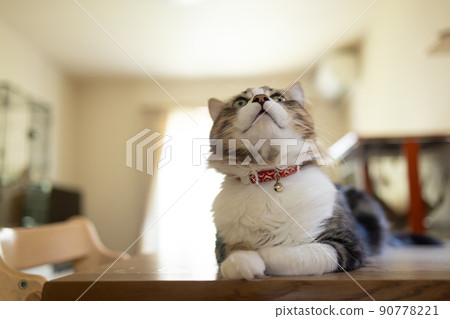 Cute minuet to relax in the room 90778221