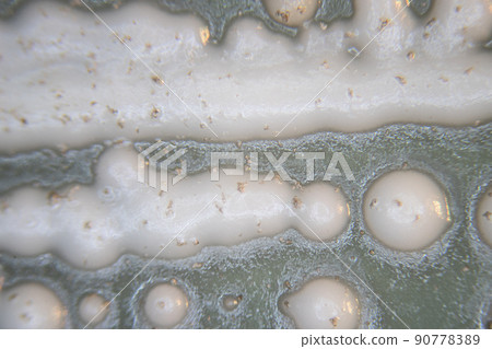 Backgrounds of Characteristics  of Bacteria and Fungi  for education in Microbiology laboratory. 90778389