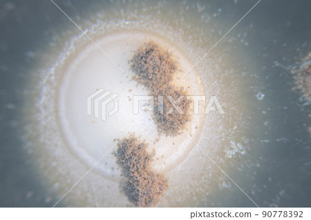 Backgrounds of Characteristics  of Bacteria and Fungi  for education in Microbiology laboratory. 90778392