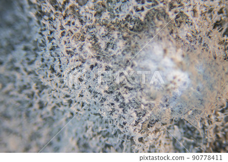 Backgrounds of Characteristics  of Bacteria and Fungi  for education in Microbiology laboratory. 90778411