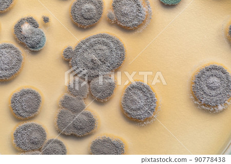 Backgrounds of Characteristics  of Bacteria and Fungi  for education in Microbiology laboratory. 90778438