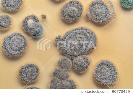 Backgrounds of Characteristics  of Bacteria and Fungi  for education in Microbiology laboratory. 90778439