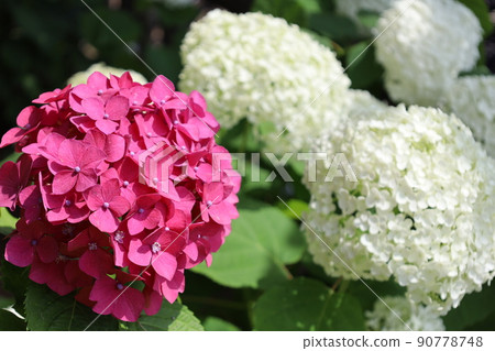 玉川台公園內盛開的紅白繡球花 玉川台公園內盛開的紅白繡球花 90778748