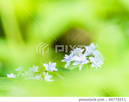 雨季的風景 西博爾德喜愛的美麗繡球花 七層花 90778851