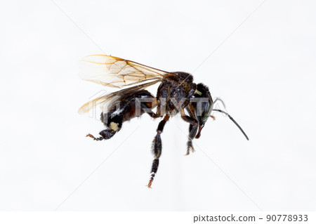 Characteristics of Honey bee and Stingless bee (Hymenoptera) for education in laboratory. Characteristics of Honey bee and Stingless bee (Hymenoptera) for education in laboratory. 90778933