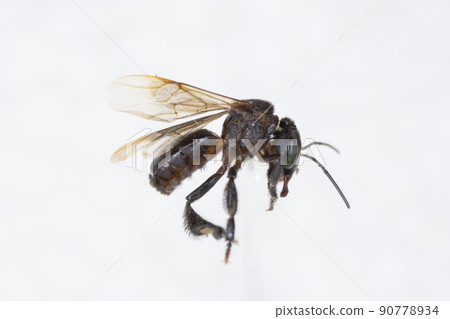 Characteristics of Honey bee and Stingless bee (Hymenoptera) for education in laboratory. Characteristics of Honey bee and Stingless bee (Hymenoptera) for education in laboratory. 90778934