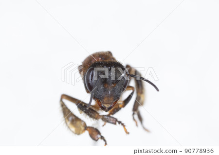Characteristics of Honey bee and Stingless bee (Hymenoptera) for education in laboratory. Characteristics of Honey bee and Stingless bee (Hymenoptera) for education in laboratory. 90778936