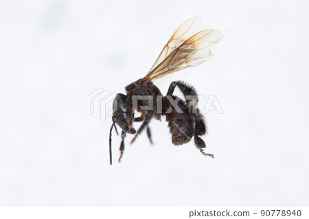 Characteristics  of  Honey bee and Stingless bee (Hymenoptera)  for education in laboratory. 90778940