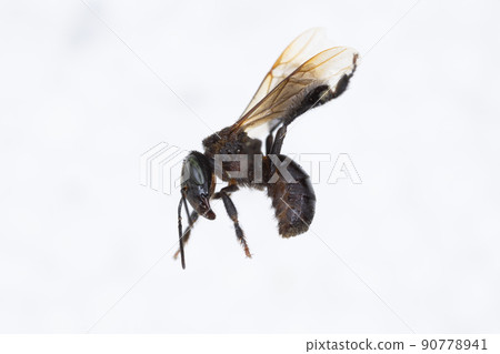 Characteristics  of  Honey bee and Stingless bee (Hymenoptera)  for education in laboratory. 90778941