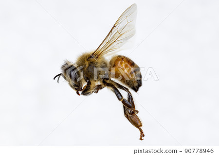 Characteristics  of  Honey bee and Stingless bee (Hymenoptera)  for education in laboratory. 90778946