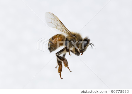 Characteristics  of  Honey bee and Stingless bee (Hymenoptera)  for education in laboratory. 90778953