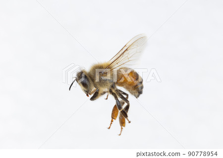 Characteristics  of  Honey bee and Stingless bee (Hymenoptera)  for education in laboratory. 90778954