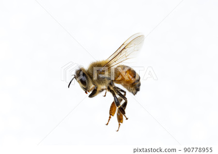 Characteristics of Honey bee and Stingless bee (Hymenoptera) for education in laboratory. Characteristics of Honey bee and Stingless bee (Hymenoptera) for education in laboratory. 90778955