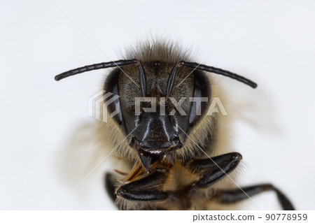 Characteristics of Honey bee and Stingless bee (Hymenoptera) for education in laboratory. Characteristics of Honey bee and Stingless bee (Hymenoptera) for education in laboratory. 90778959