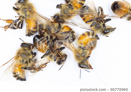 Characteristics  of  Honey bee and Stingless bee (Hymenoptera)  for education in laboratory. 90778960