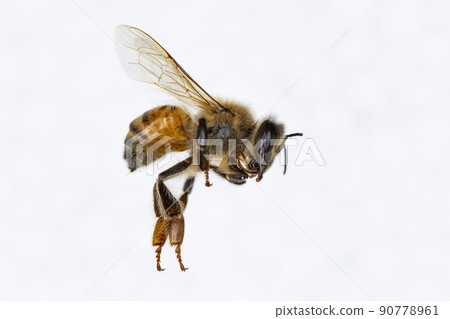 Characteristics of Honey bee and Stingless bee (Hymenoptera) for education in laboratory. Characteristics of Honey bee and Stingless bee (Hymenoptera) for education in laboratory. 90778961