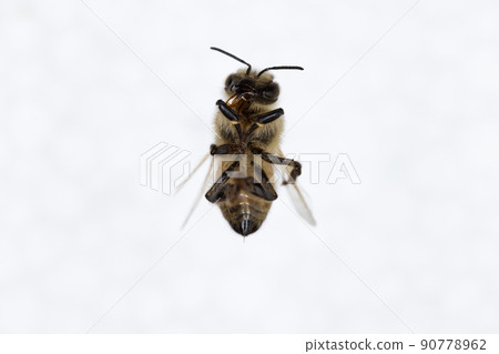 Characteristics of Honey bee and Stingless bee (Hymenoptera) for education in laboratory. Characteristics of Honey bee and Stingless bee (Hymenoptera) for education in laboratory. 90778962
