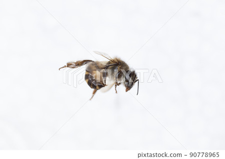 Characteristics  of  Honey bee and Stingless bee (Hymenoptera)  for education in laboratory. 90778965