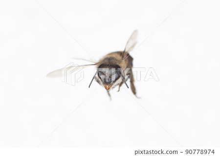 Characteristics of Honey bee and Stingless bee (Hymenoptera) for education in laboratory. Characteristics of Honey bee and Stingless bee (Hymenoptera) for education in laboratory. 90778974