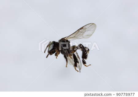 Characteristics  of  Honey bee and Stingless bee (Hymenoptera)  for education in laboratory. 90778977
