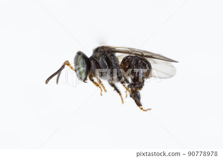 Characteristics  of  Honey bee and Stingless bee (Hymenoptera)  for education in laboratory. 90778978