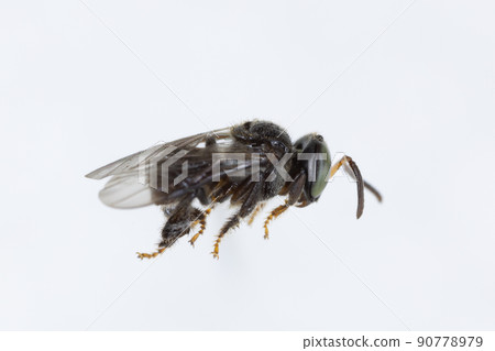 Characteristics  of  Honey bee and Stingless bee (Hymenoptera)  for education in laboratory. 90778979