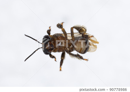 Characteristics  of  Honey bee and Stingless bee (Hymenoptera)  for education in laboratory. 90778986
