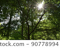 Light rays shining in the blue maple forest 90778994
